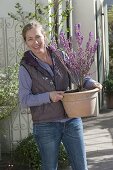 Woman with Daphne mezereum 'rubra' (daphne) in terracotta tubs