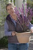 Frau mit Daphne mezereum 'Rubra' (Seidelbast) in Terracottakübel