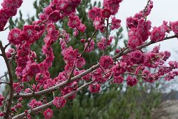 Prunus Persica 'Melred' (Red-flowered ornamental peach)