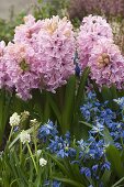 Hyacinthus 'Fondant' (Hyacinths), Scilla (Blue Star), Muscari