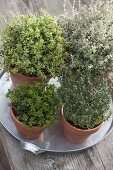 Tray with different varieties of thyme