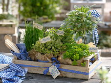 Obstkiste mit Kräutern als Geschenk : Salbei (Salvia) Stämmchen