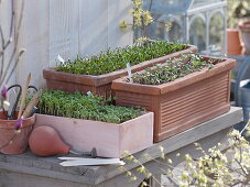 Sowing spinach 'Matador' (Spinacia oleracea), garden cress