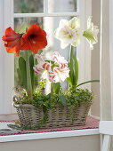 Fenster mit Hippeastrum 'Red Lion' 'Flaming Striped' 'Nymph' gefüllt