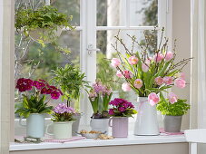 Fenster mit Primula elatior (hohe Primel) und 'Wanda' (Teppichprimel)