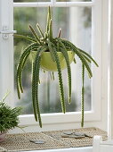 Aporocactus malisonii (Schlangenkaktus, Peitschenkaktus) im Fenster