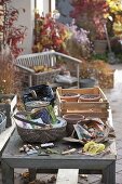 For colourful spring bulbs in pots in autumn