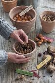 Für bunten Frühlingsflor Zwiebeln im Herbst in Töpfe legen