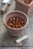 For colourful spring bulbs in pots in autumn