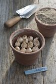 For colourful spring bulbs in pots in autumn