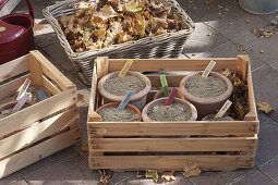 For colourful spring bulbs in pots in autumn