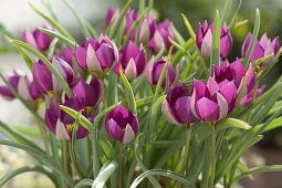 Für bunten Frühlingsflor Zwiebeln im Herbst in Töpfe legen