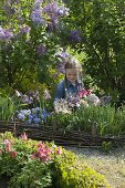 Girl picking bouquet in spring garden, Aquilegia (columbine), Viola cornuta