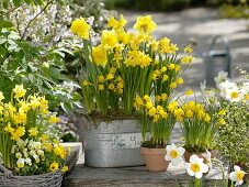 Narcissus 'Yellow River' 'Tete a Tete' (Narzissen), Narcissus 'Golden Bells'