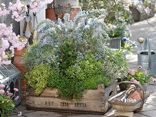 Herb garden in wooden box
