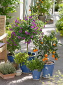 Polygala (Cross-flower) Stems underplanted with Sedum (Stonecrop)