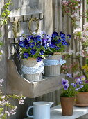 Viola cornuta Callisto 'denim' (horn violet) in metal pots