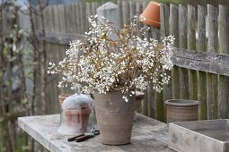 Cut branches of flowering shrubs to make cuttings