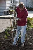 Planting a quince tree in the bed (7/15)