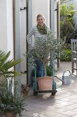 Frau fährt Olea europaea (Olive) mit Sackkarre auf die Terrasse