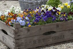 Holzkiste mit Viola cornuta (Hornveilchen) in verschiedenen Farben