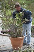 Rejuvenating senescent oleander (3/5)