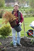 Spiraea japonica 'Golden Princess' (Dwarf spirea) before planting