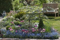 Beet mit Malus (Zierapfel) , Buxus (Buchs), Myosotis