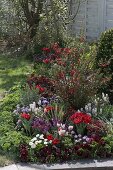 Red bed with Chaenomeles speciosa 'Friesdorfer Typ 205' (false quince)