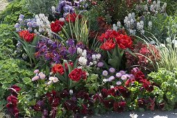 Red flowerbed with Chaenomeles speciosa 'Friesdorfer type 205'