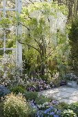 Wisteria floribunda 'Alba' (white wisteria) in the spring bed