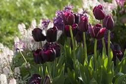 Tulipa 'Queen of the Night' (tulips)