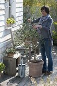 Repoting and cutting olive tree into shape