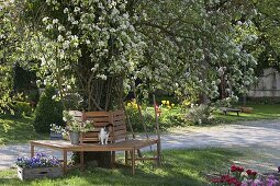 Tree bench around old pear tree