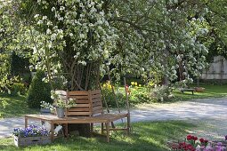 Tree bench around old pear tree