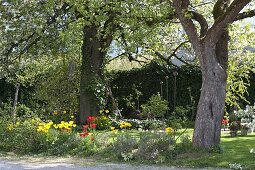 Spring bed under large trees