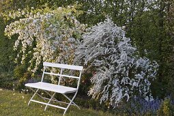 White bench in front of Spiraea arguta, Malus 'Red Jade'