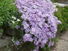 Phlox subulata 'Violet Seedling' (cushion phlox) on a stone wall