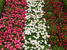 Flower border with Bellis (Tausendschön) in pink, white and red