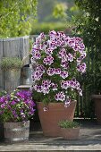 Pelargonium grandiflorum 'Candy' (geranium) grown as a pyramid