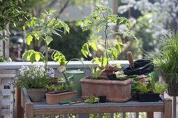 Planting table on balcony: tomatoes (Lycopersicon), thyme (Thymus)