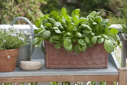 Spinach 'Emilia F1' (Spinacia oleracea) on balcony in terracotta box