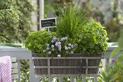 Basket with lemon balm (lemon balm ), chives