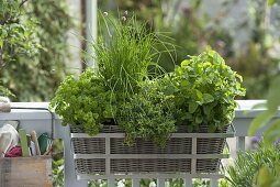 Basket box with lemon balm (Melissa), chives