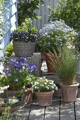 Terrace white-blue Primula 'Blue Sapphire', Polemonium