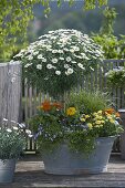 Argyranthemum 'Stella 2000', 'Sole Mio' (daisies), Mazus reptans