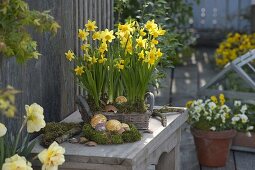 Basket with Narcissus 'Tete a Tete' (daffodils), moss nest with Easter eggs