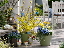 Forsythia 'Lynwood Gold' (Goldglöckchen), Viola cornuta und wittrockiana