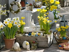 Holzkiste mit Narcissus 'Tete a Tete' (Narzissen) als Osternest