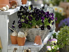 Viola cornuta 'Twix Black' (Horned violet) in basket dish